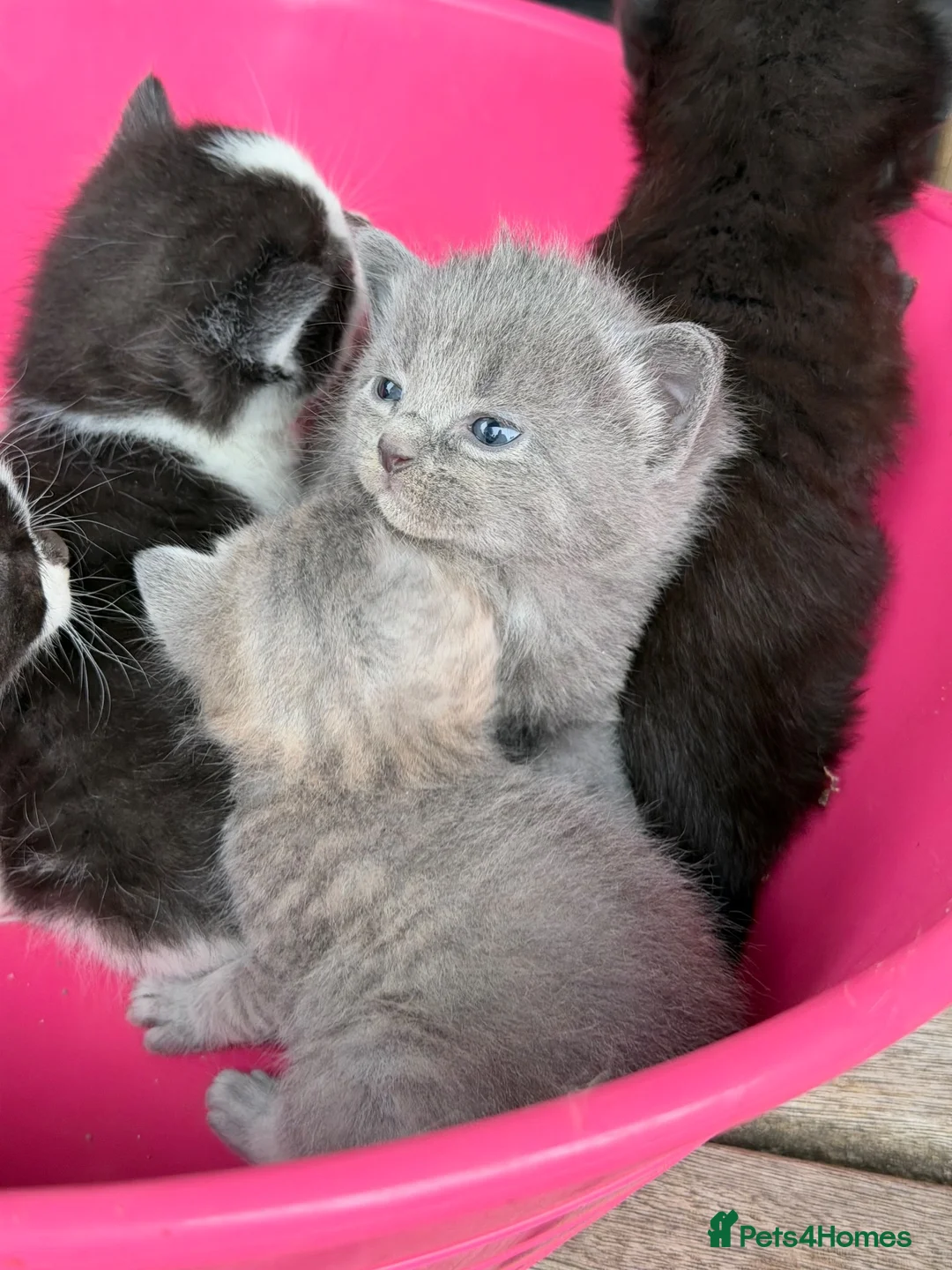 Mixed Breed cats for sale: 5 Gorgeous, Super-Friendly Kittens - Advert 1
