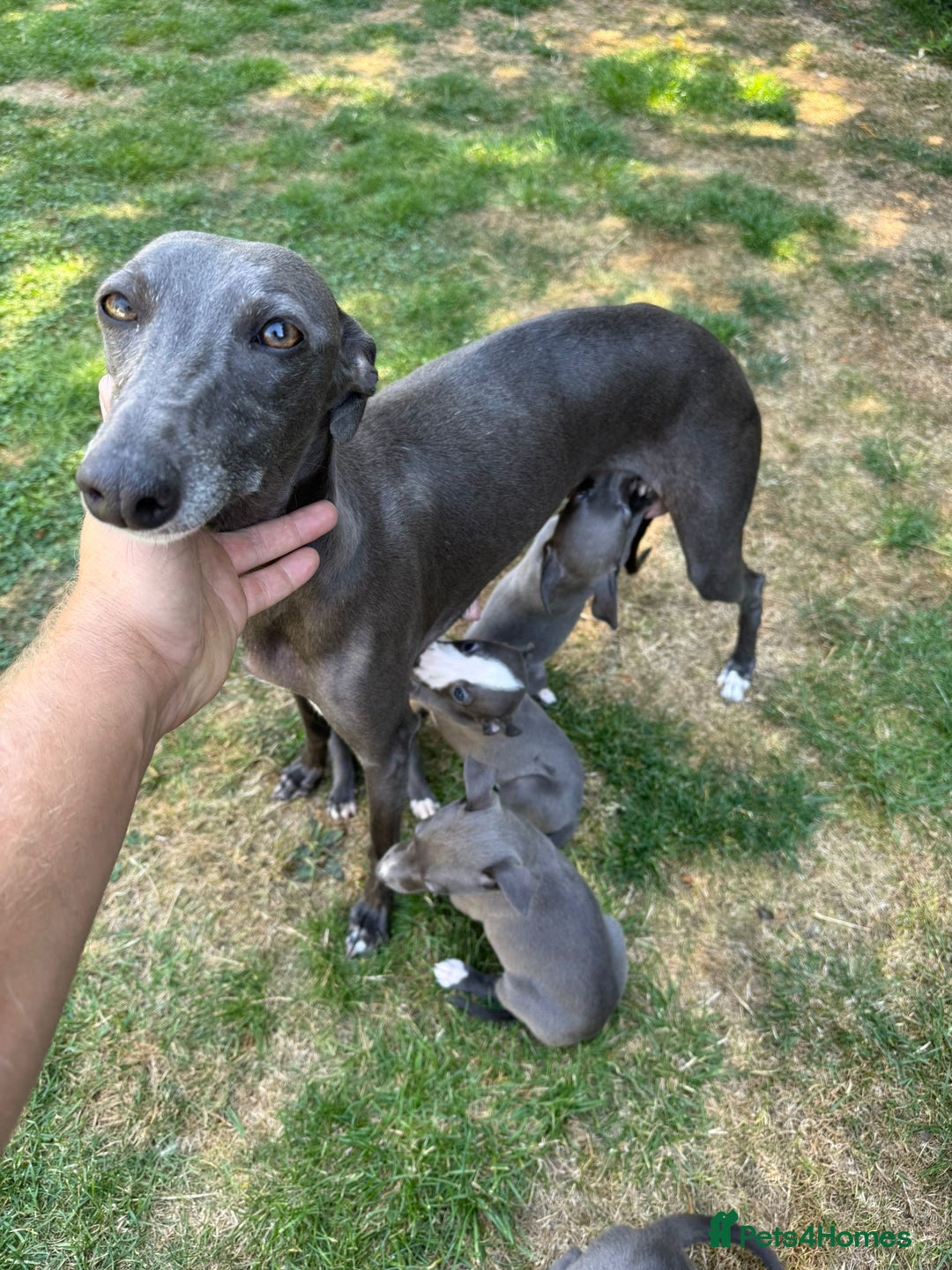 Whippet dogs for sale: Gorgeous whippet puppies  - Image 2