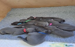 Staffordshire Bull Terrier dogs for sale: Blue Staffordshire Bull Terrier Puppies KC reg - Image 1