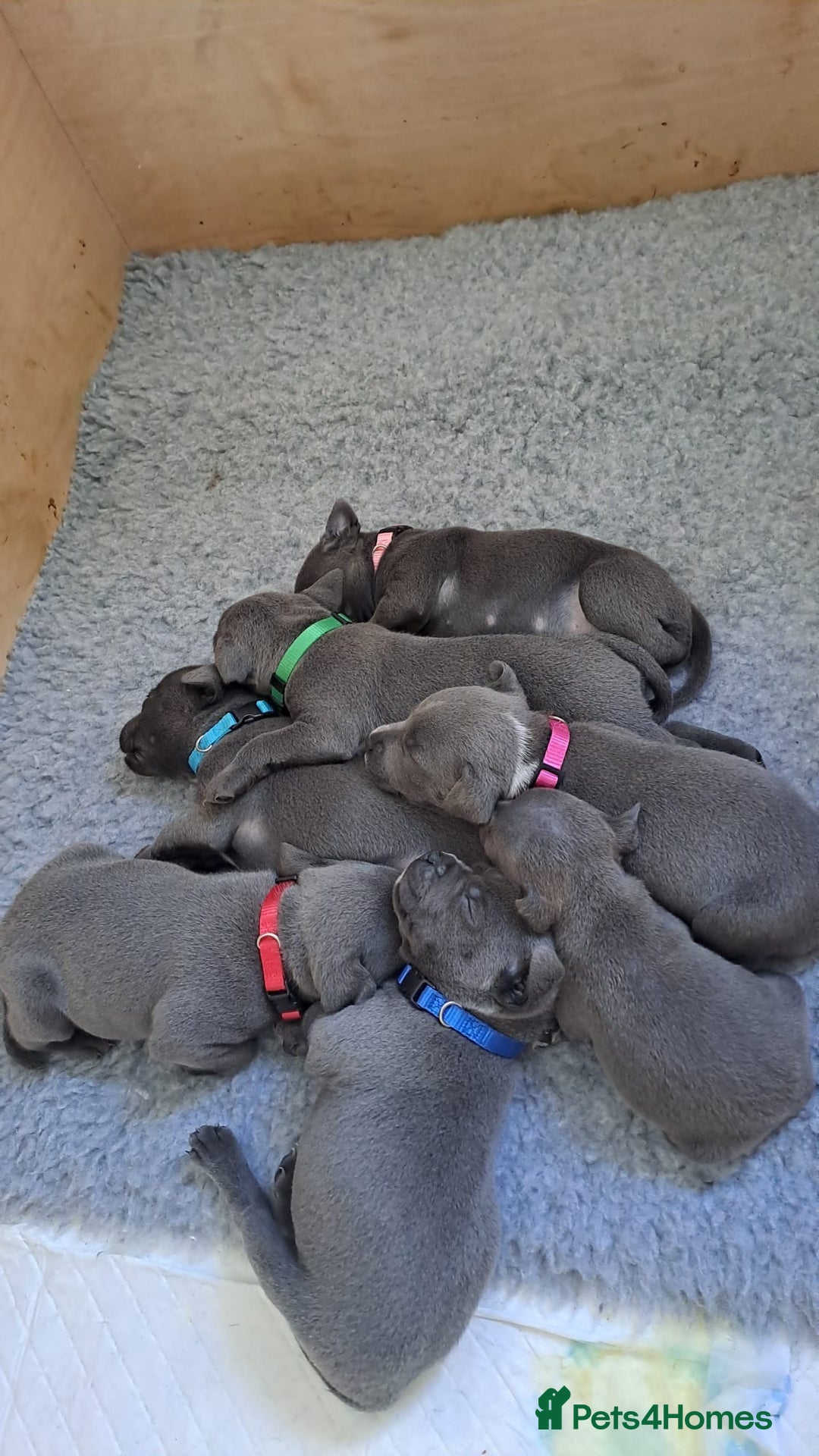 Staffordshire Bull Terrier dogs for sale: Blue Staffordshire Bull Terrier Puppies KC reg - Image 1