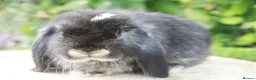 Mini Lop rabbits for sale: Pure bred mini lop baby rabbits  - Advert 3