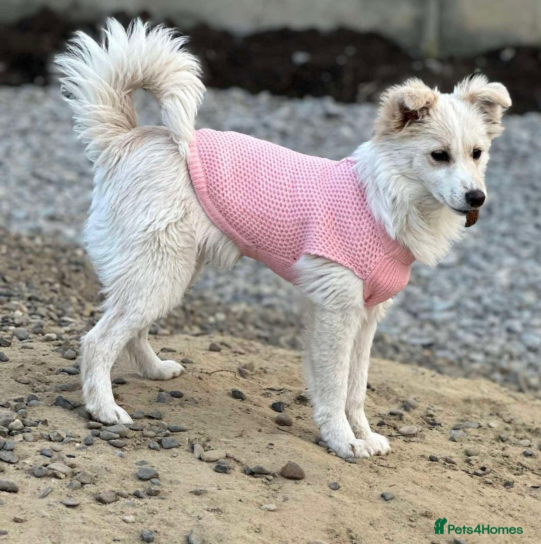 Mixed Breed dogs for adoption: 💖🐶 BESSY & MIKUSHA 💖🐶 - Advert 7