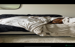 Rhodesian Ridgeback dogs for stud: Stud Rhodesian Ridgeback Stanley.  - Image 7