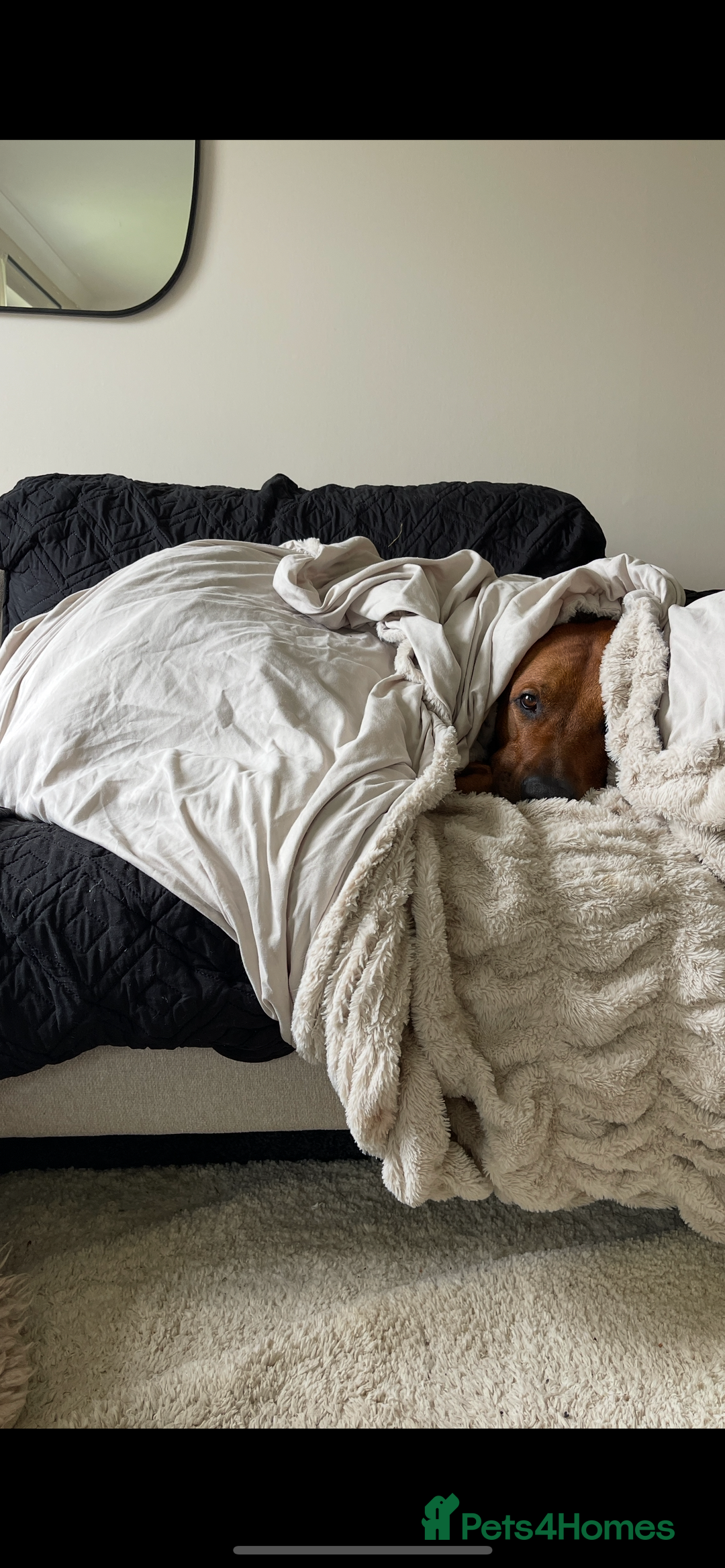 Rhodesian Ridgeback dogs for stud: Stud Rhodesian Ridgeback Stanley.  - Image 7