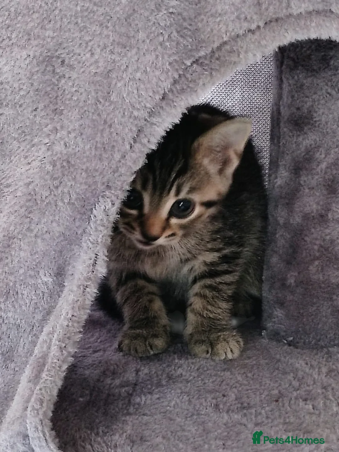 Mixed Breed cats for sale: Male kittens - Advert 2