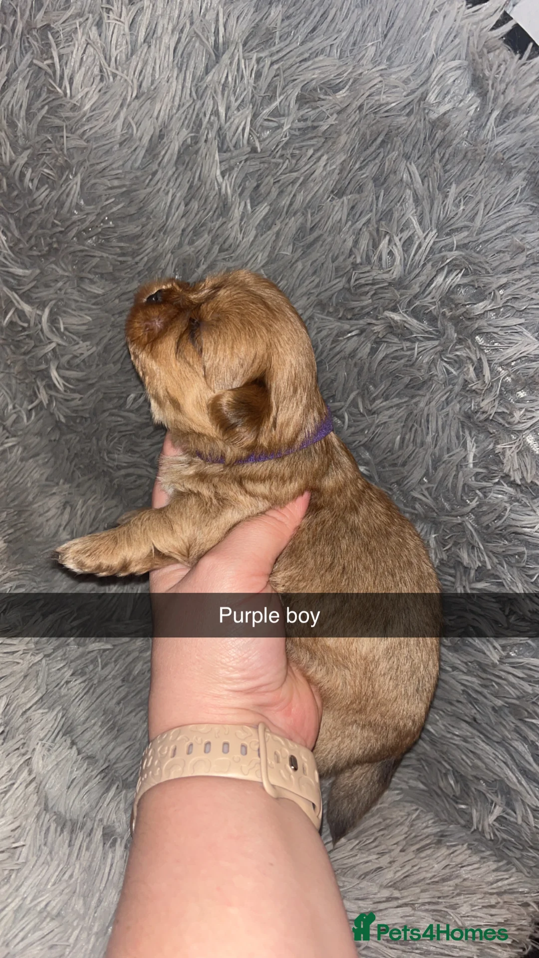 Shih Tzu dogs for sale: Shih Tzu puppies for sale  - Advert 3