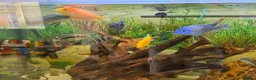 Plecos fish for sale: Tropical fish for sale in Macclesfield - Advert 2