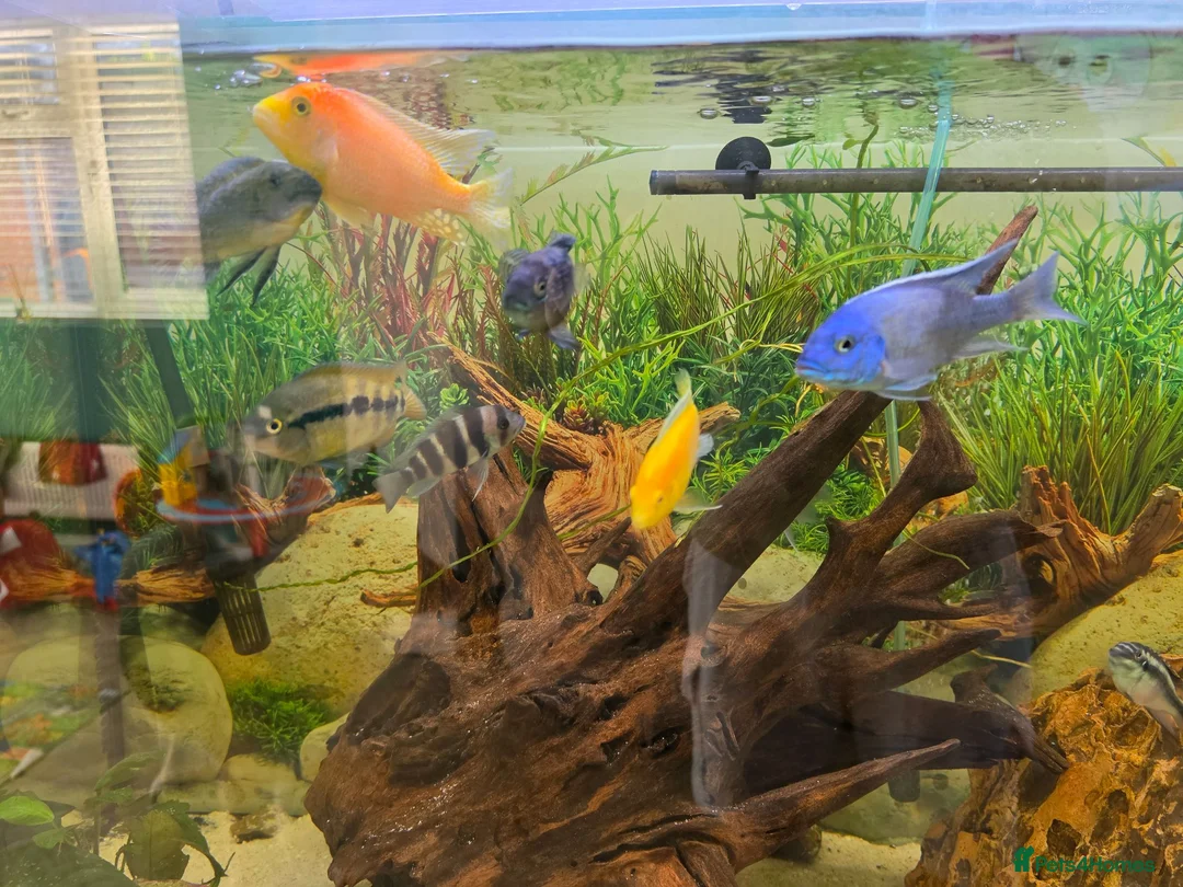 Plecos fish for sale: Tropical fish for sale in Macclesfield - Advert 2