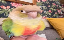 Cockatiels birds for sale: Cockatiels very tame - Advert 8