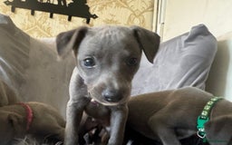 Whippet dogs for sale: Beautiful KC Reg Blue Whippet puppies - Image 25