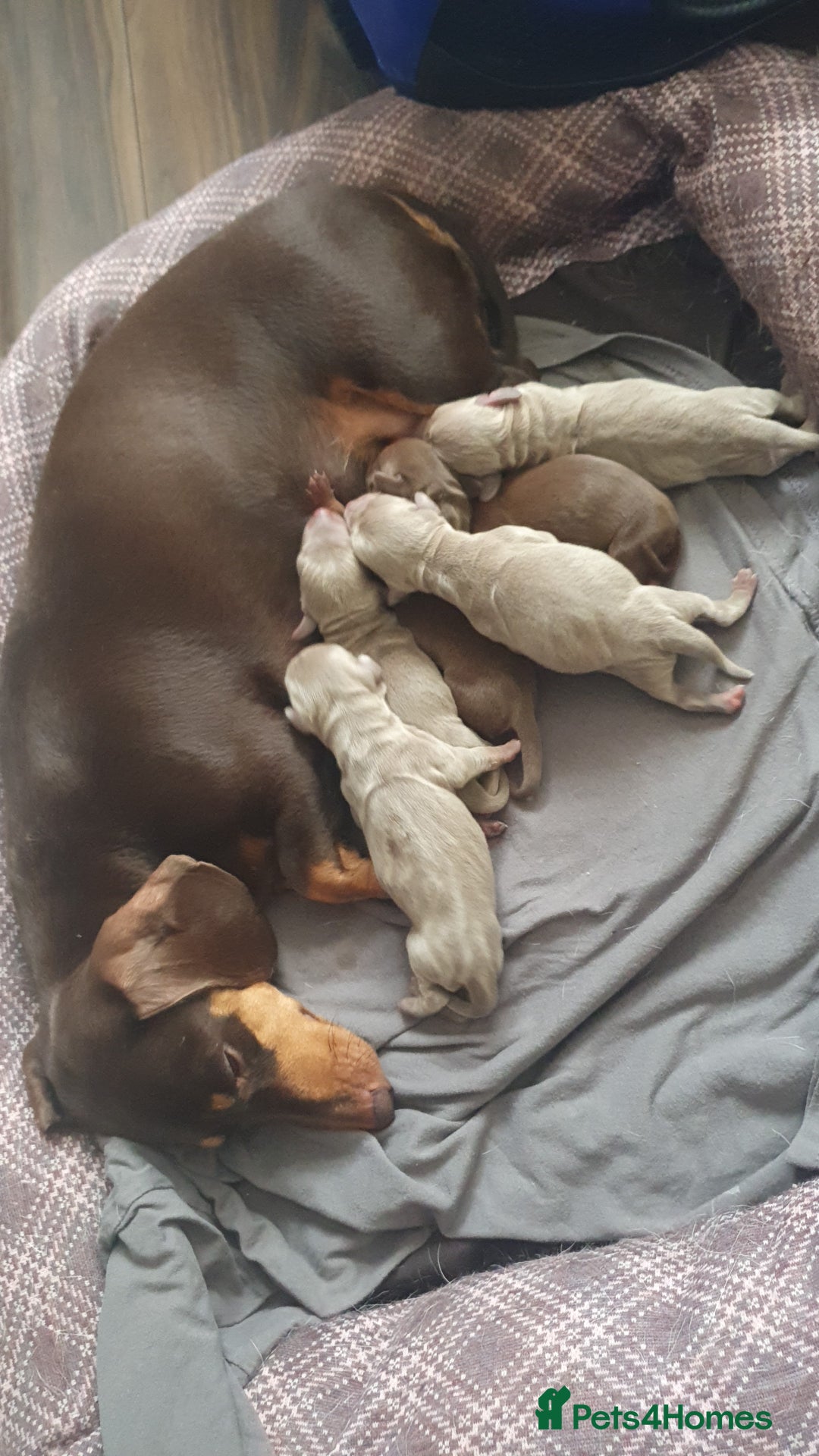 Miniature Dachshund dogs for sale: Miniature dachshund puppies for sale - Image 1
