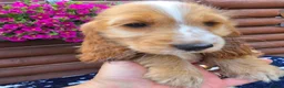 Cocker Spaniel dogs for sale: Show type Cocker spaniels  - Advert 14