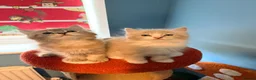 Ragdoll cats for sale: 3 tica reg ragdolls  - Advert 2