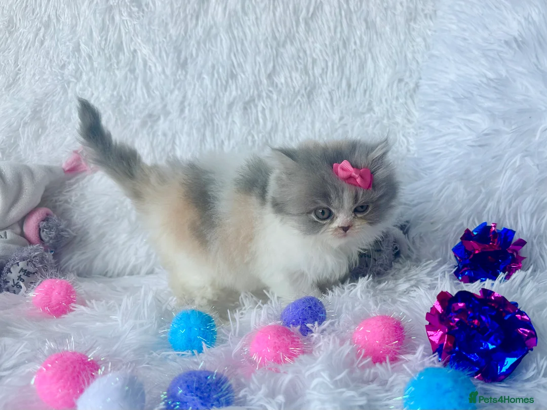 British Shorthair cats for sale: ⭐️ British Shorthair & Longhaired Kittens⭐️  - Advert 11