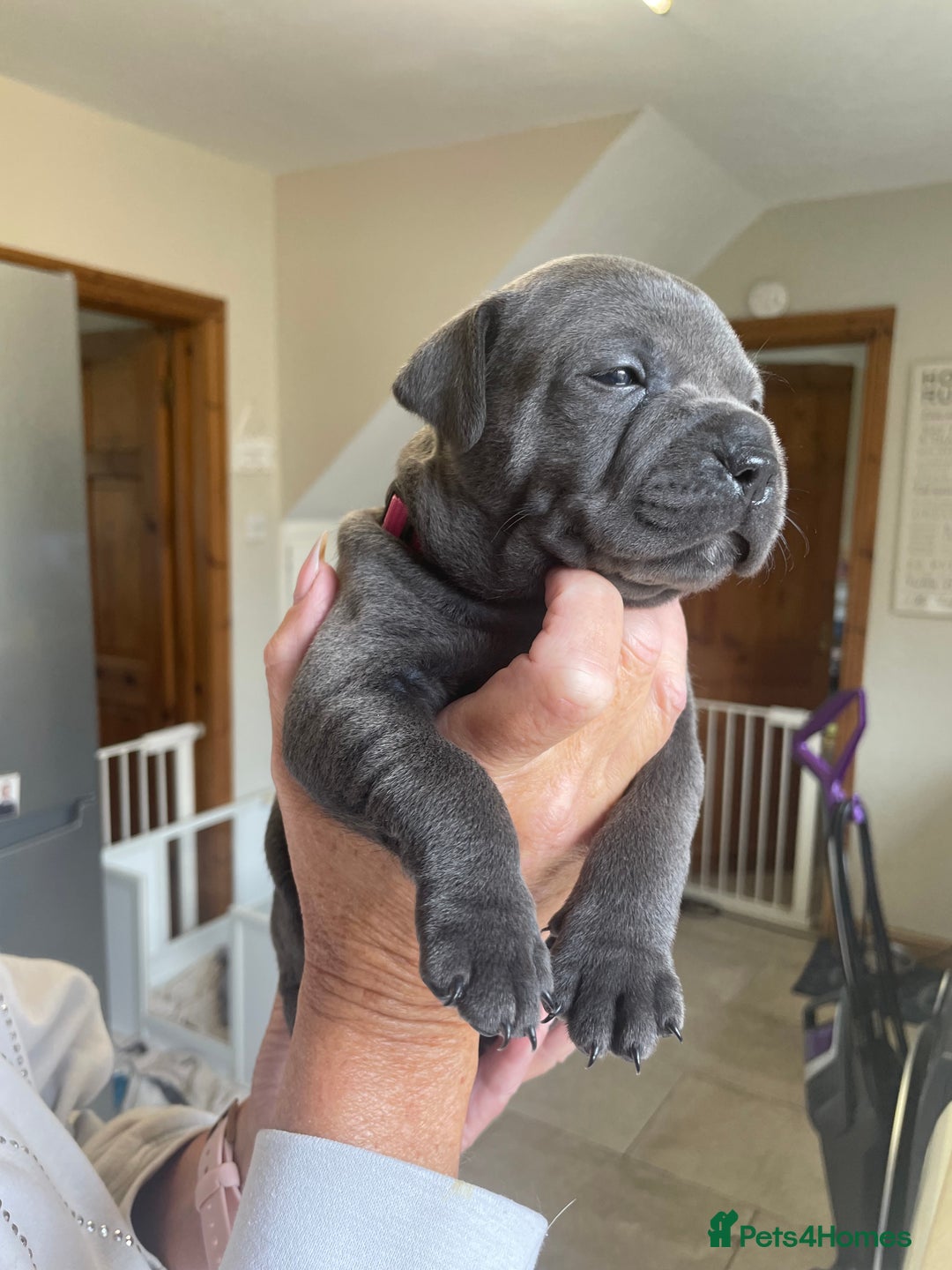 Staffordshire Bull Terrier dogs for sale: Exceptional Champion Pedigree, beautiful blues!! - Image 7
