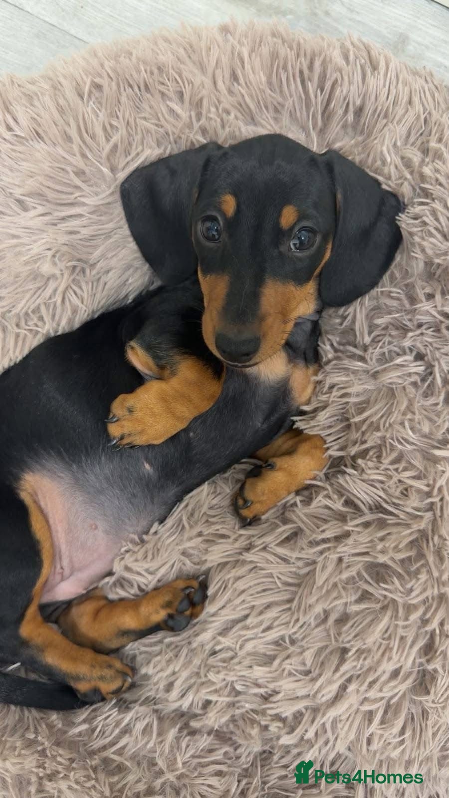 Dachshund dogs 11 week old female dachshund  - Advert 1