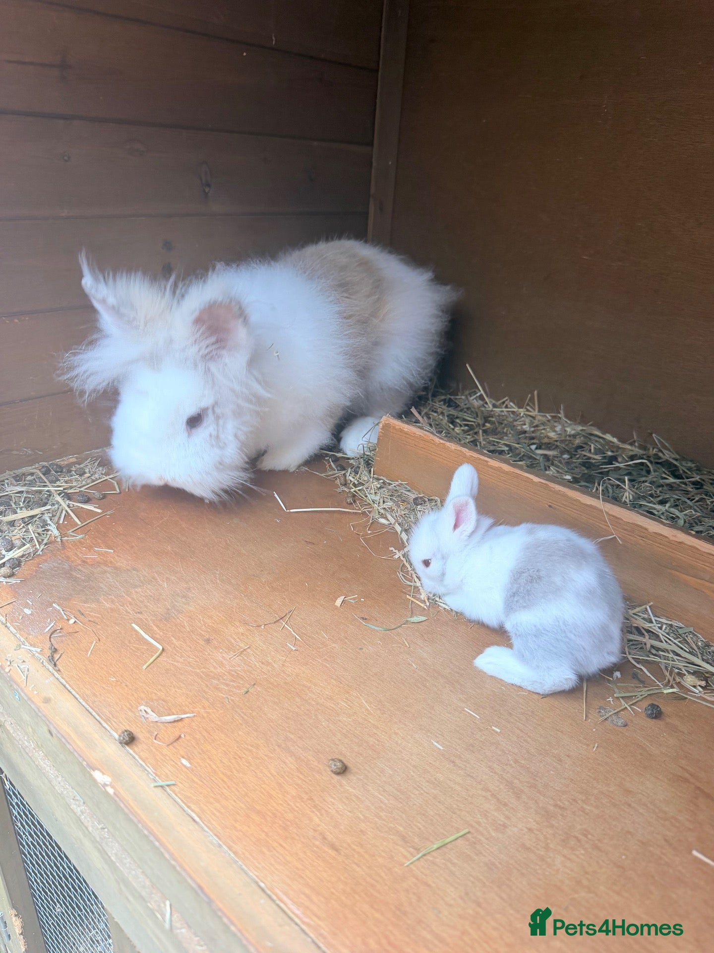 Lionhead rabbits for sale: Doublemane lionheads - Advert 4
