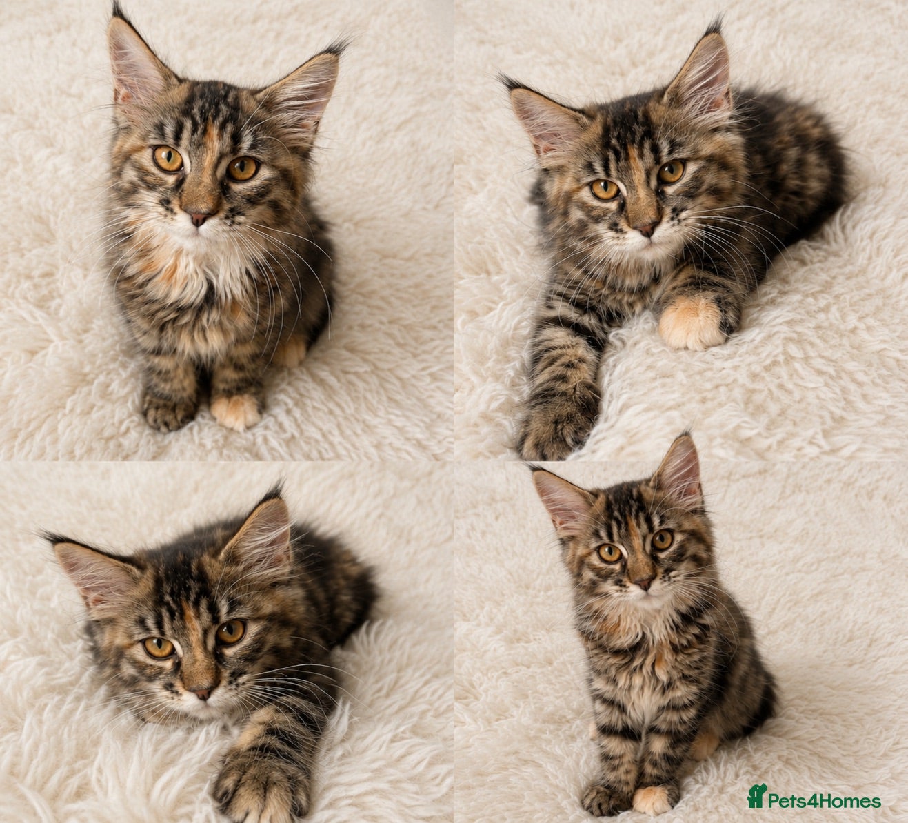 Maine Coon cats 🤩Sweet Lion Brown Torbie & White Tabby Maine Coon - Advert 15