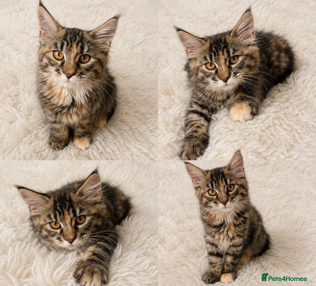 Maine Coon cats for sale: 🤩Sweet Lion Brown Torbie & White Tabby Maine Coon - Advert 1