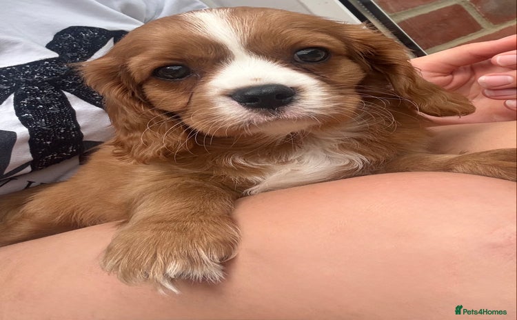 Cavalier King Charles Spaniel dogs - Advert 2