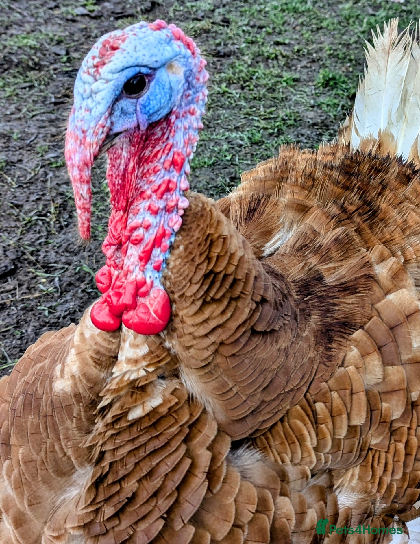 Turkeys poultry Kentucky Bourbon Red - Advert 1