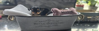 Yorkshire Terrier Puppy 2