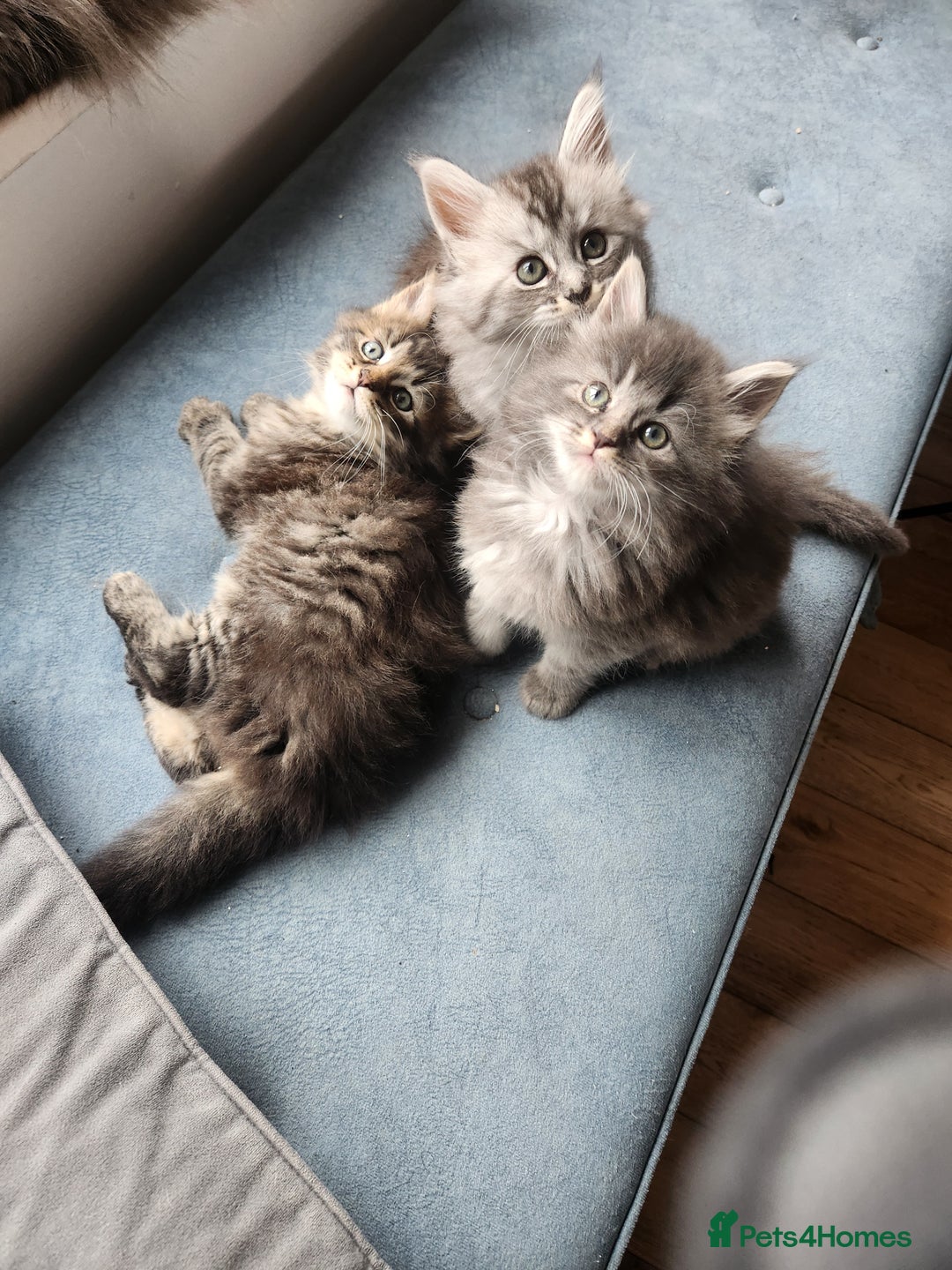 Maine Coon cats for sale: 2 female Maine coons  - Image 4