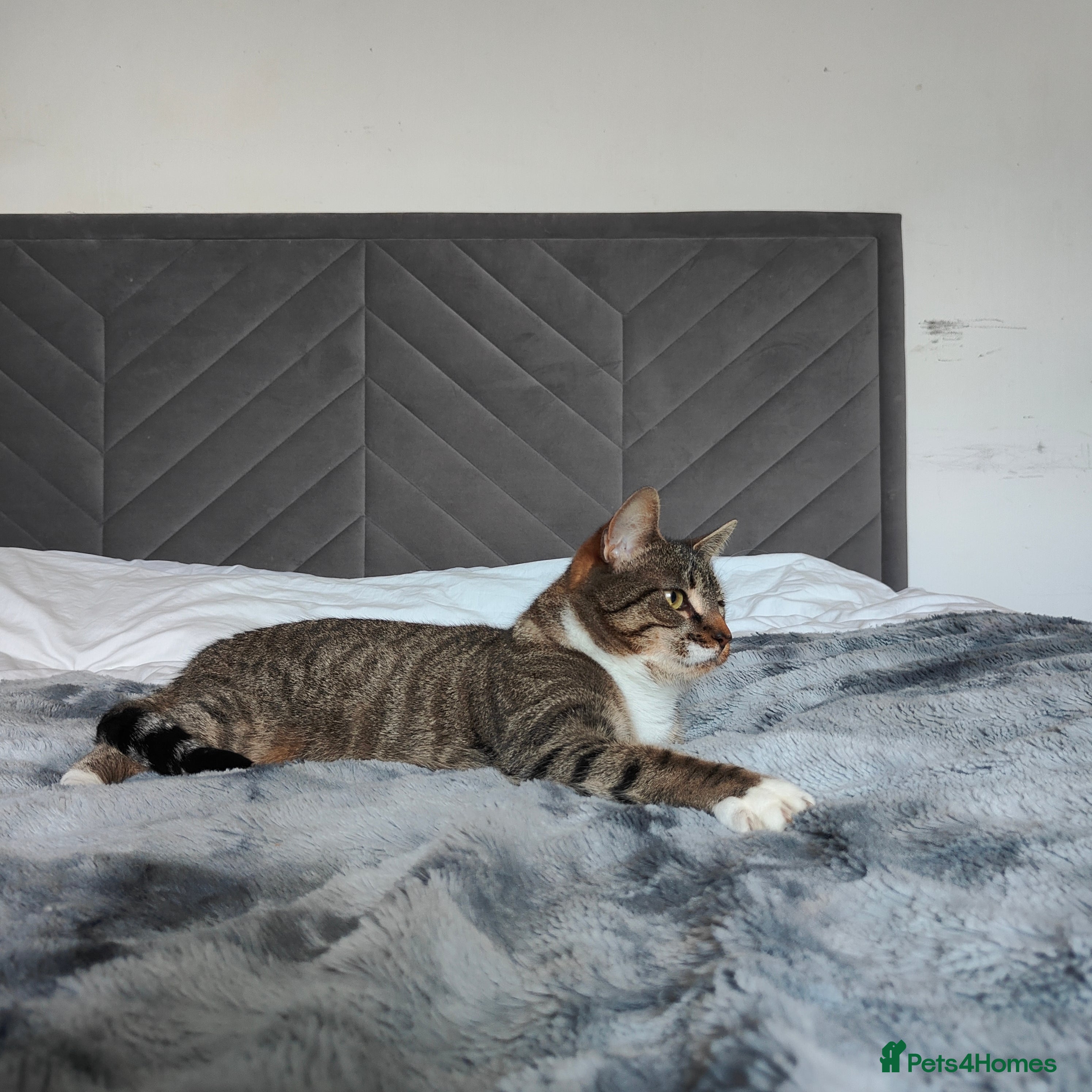 Mixed Breed cats Bengal Mix cat  - Advert 1