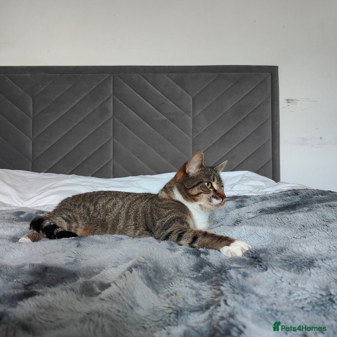 Mixed Breed cats for sale: Bengal Mix cat  - Advert 1