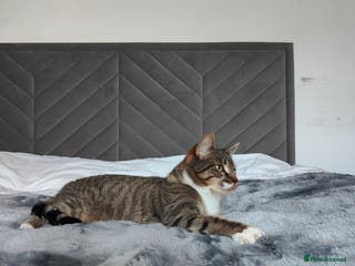 Mixed Breed cats Bengal Mix cat - Advert 1