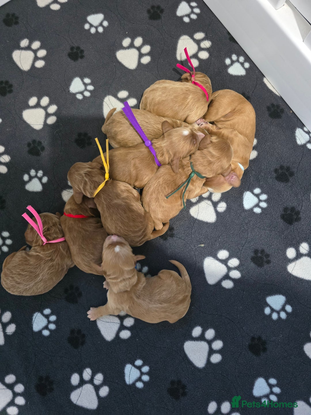 Cockapoo dogs for sale: Health tested cockerpoo F1 pups licensed Breeder  - Advert 35