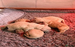 Golden Retriever dogs for sale: KC Golden Retriever Puppies for sale (4 boys left) - Image 3