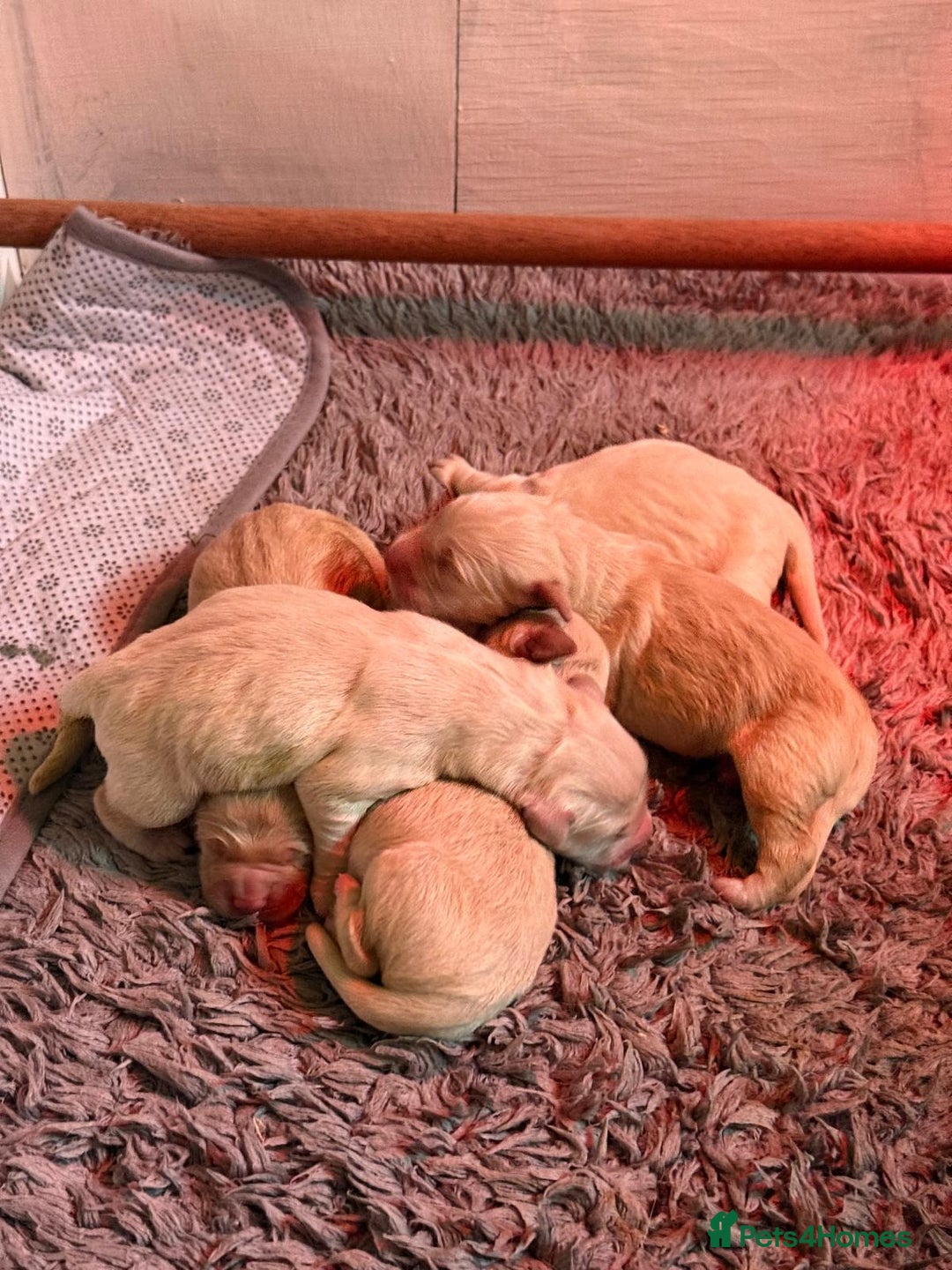 Golden Retriever dogs for sale: KC Golden Retriever Puppies for sale (4 boys left) - Image 3