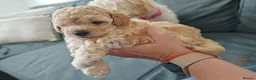 Mixed Breed dogs for sale: Cavapoochon puppies  - Advert 38