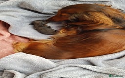 Miniature Dachshund dogs for sale: Miniature longhaired Dashchounds  - Image 3