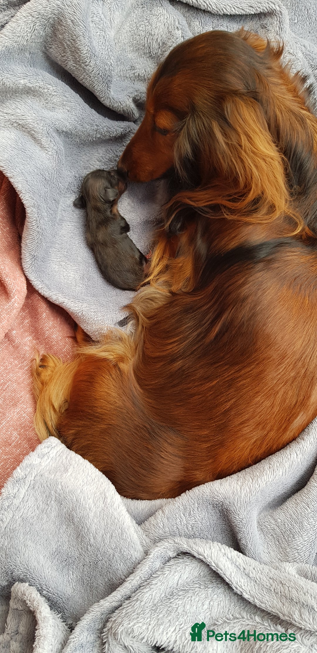 Miniature Dachshund dogs for sale: Miniature longhaired Dashchounds  - Image 3