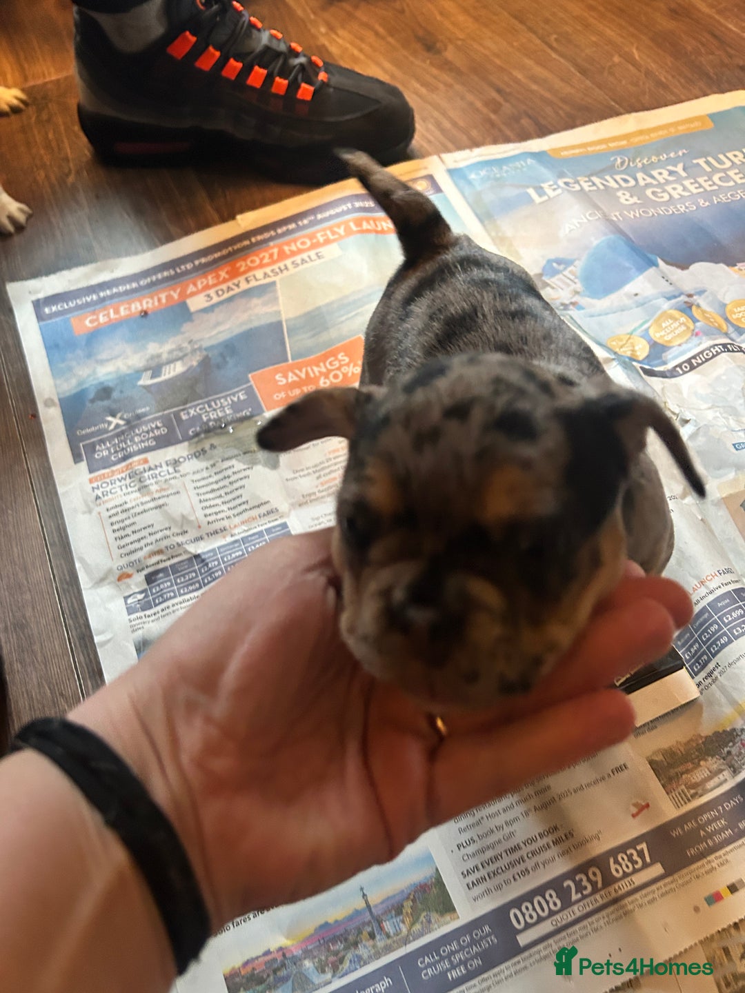 Mixed Breed dogs for sale: French bulldog/pocket bully  - Image 7