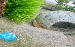 Plecos fish for sale: Baby Lemon Blue-Eyed Pleco’s - Image 6