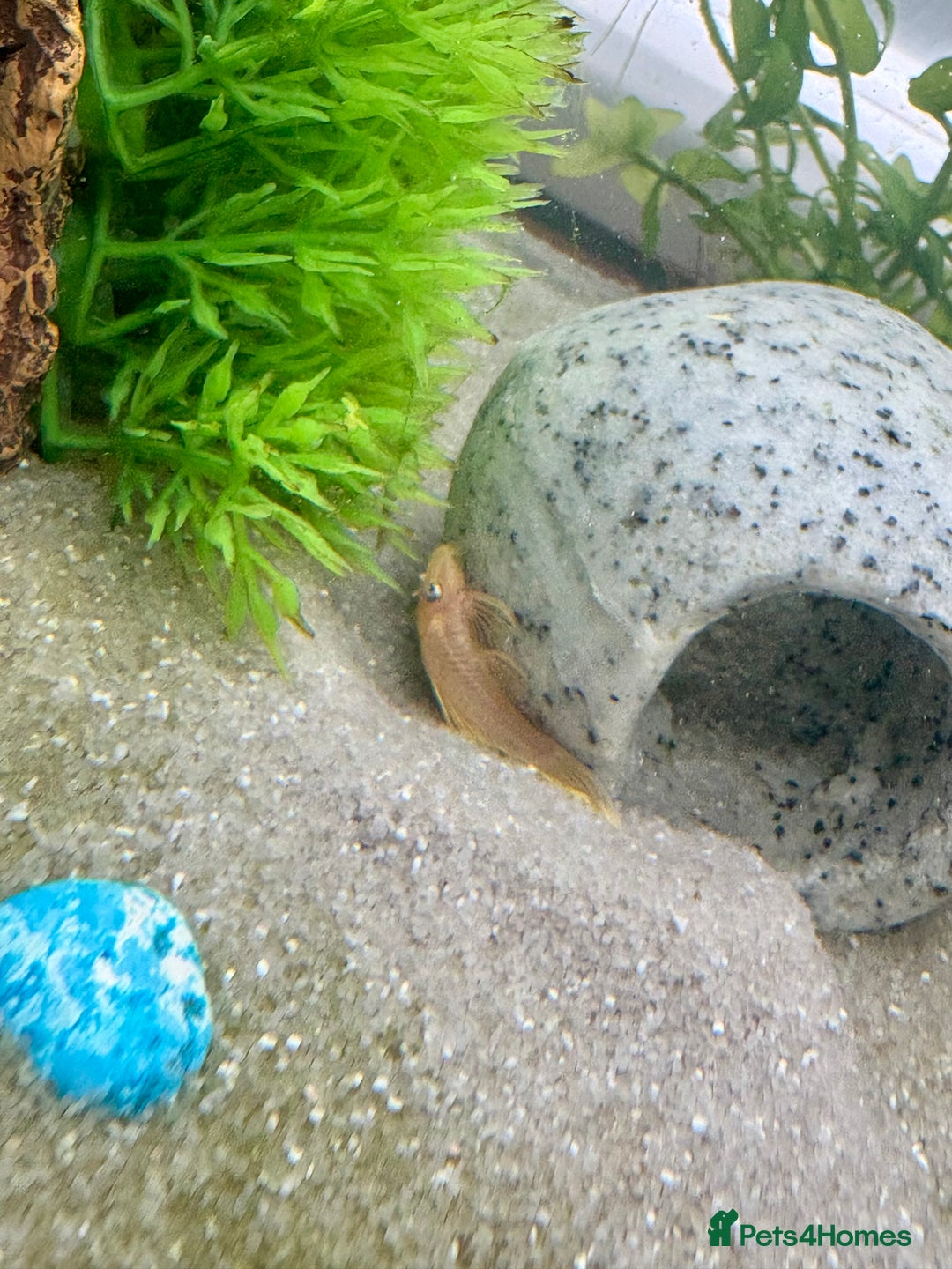 Plecos fish for sale: Baby Lemon Blue-Eyed Pleco’s - Image 6