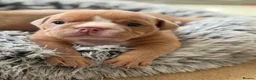 English Bulldog dogs for sale: English Bulldog Puppies  - Advert 34