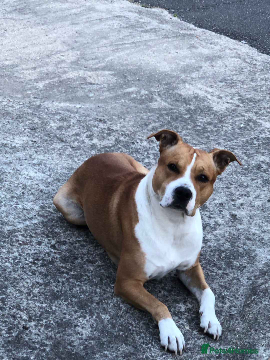 Mixed Breed dogs for sale: Lovely Staffy looking for new home  - Advert 4