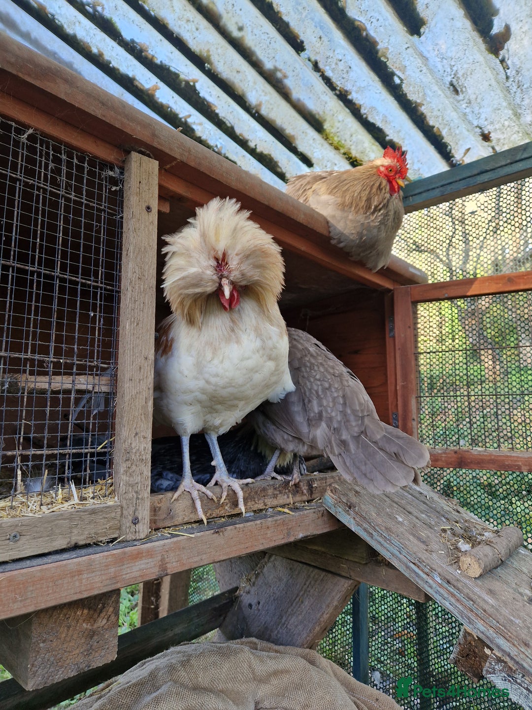 Chickens poultry for sale: Three beautiful cockrels looking for a new home - Advert 1