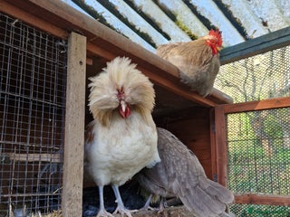 Chickens poultry Three beautiful cockrels looking for a new home - Advert 1