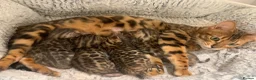 Bengal cats for sale: Best Quality Bengal Kittens in the U.K.  - Advert 8