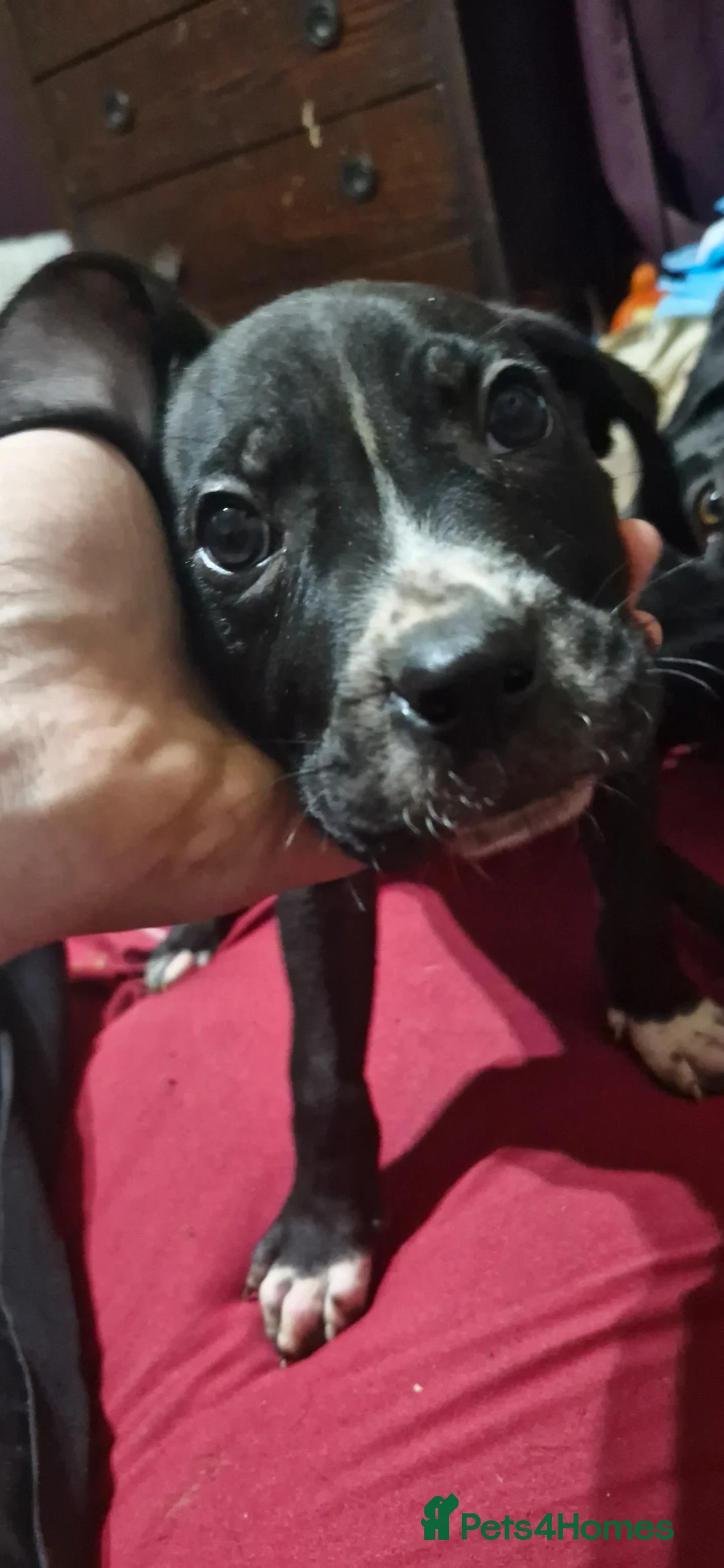 Mixed Breed dogs for sale: Caine-corso cross  in Rossendale - Advert 5