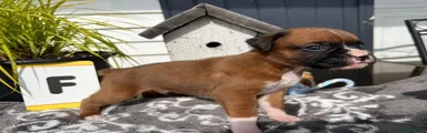 Boxer 2