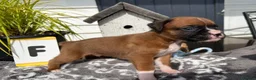 Boxer dogs for sale: 5 show pure Boxers Puppies - Advert 6