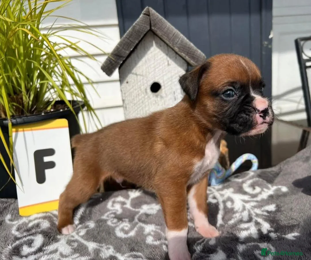 Boxer dogs for sale: 5 show pure Boxers Puppies - Advert 6