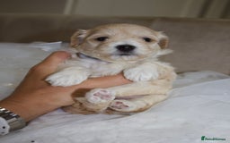 Maltipoo dogs for sale: F1 small Maltipoo puppies - Image 21