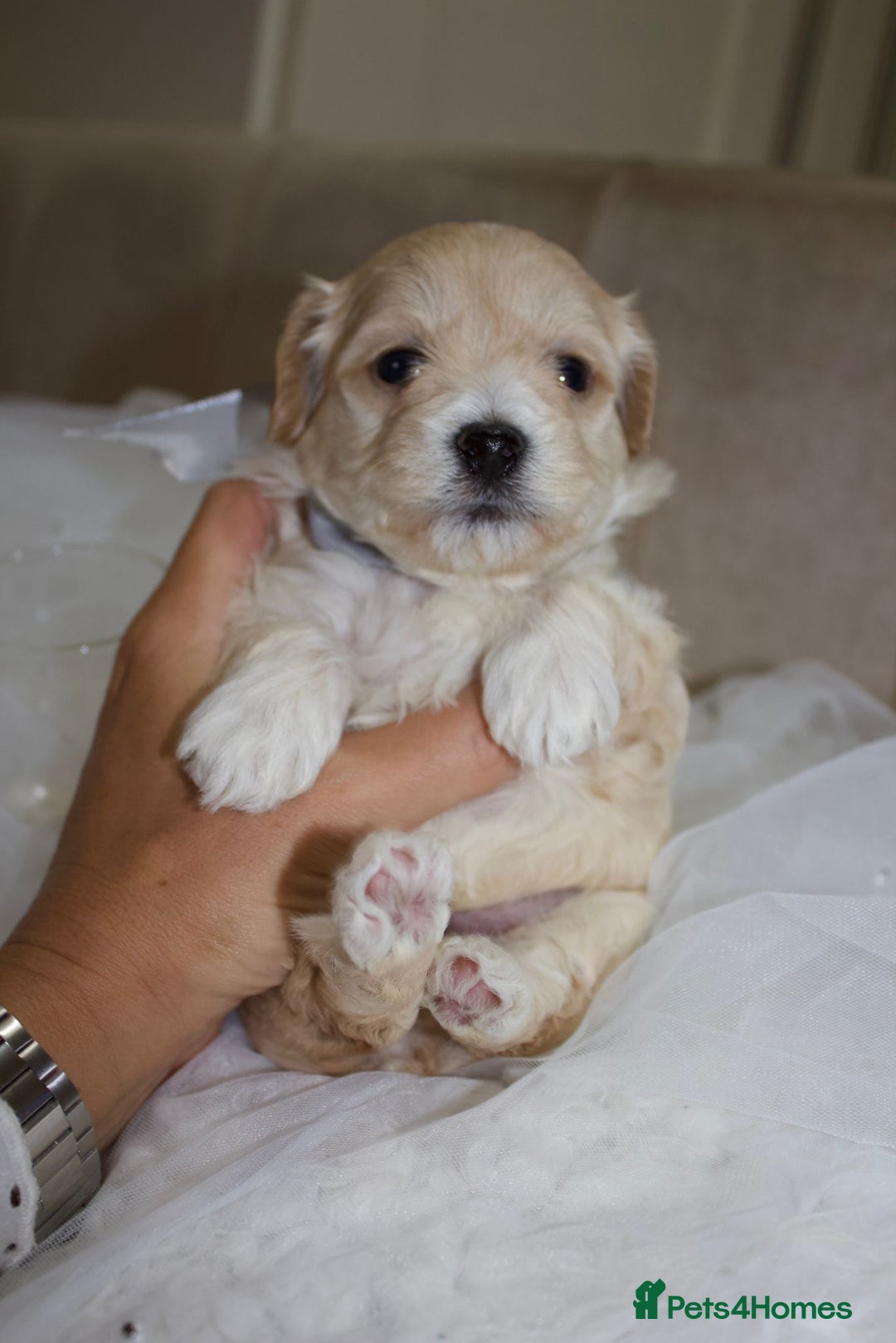 Maltipoo dogs for sale: F1 small Maltipoo puppies - Image 21